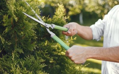 When to Trim a Tree: A Guide to Keeping Your Trees Happy and Healthy