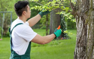 How to Prune Trees: A Practical Guide to Keeping Your Trees Thriving